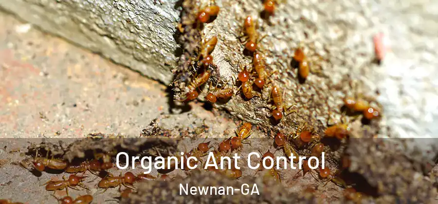 Organic Ant Control Newnan-GA