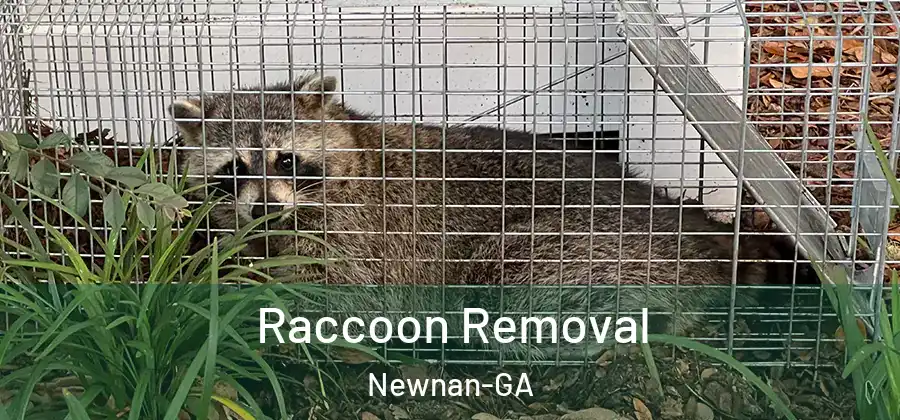 Raccoon Removal Newnan-GA