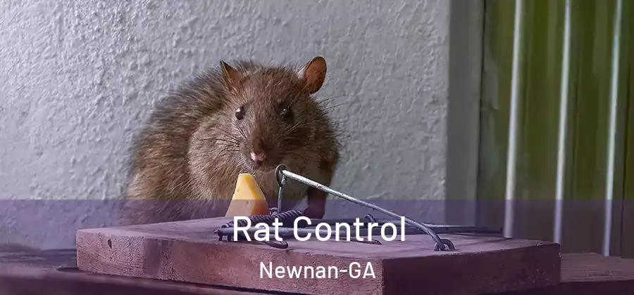 Rat Control Newnan-GA