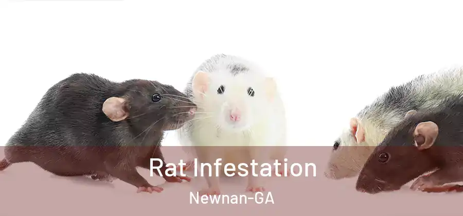 Rat Infestation Newnan-GA