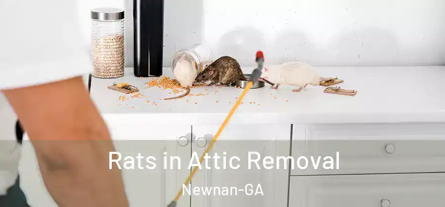 Rats in Attic Removal Newnan-GA