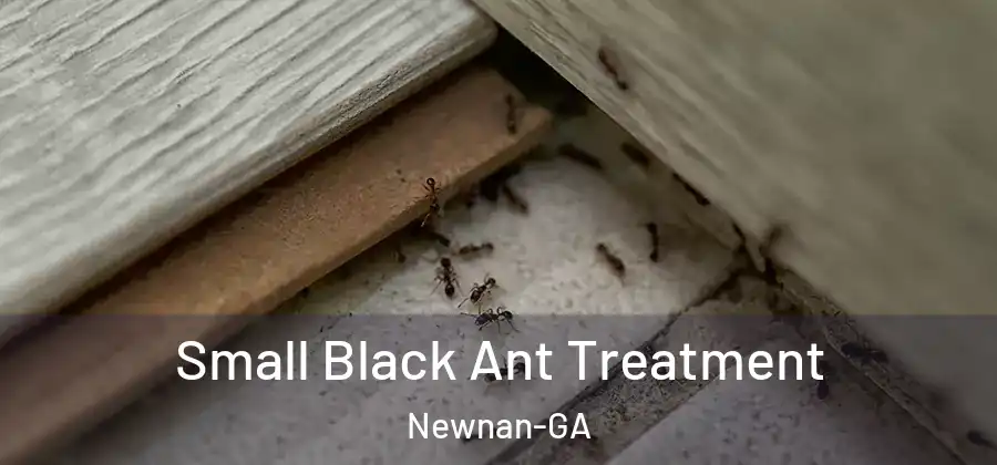 Small Black Ant Treatment Newnan-GA