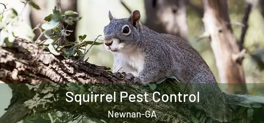 Squirrel Pest Control Newnan-GA