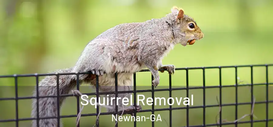 Squirrel Removal Newnan-GA
