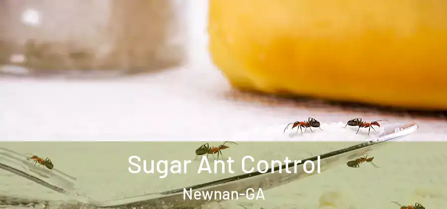  Sugar Ant Control Newnan-GA