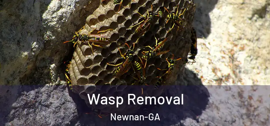 Wasp Removal Newnan-GA